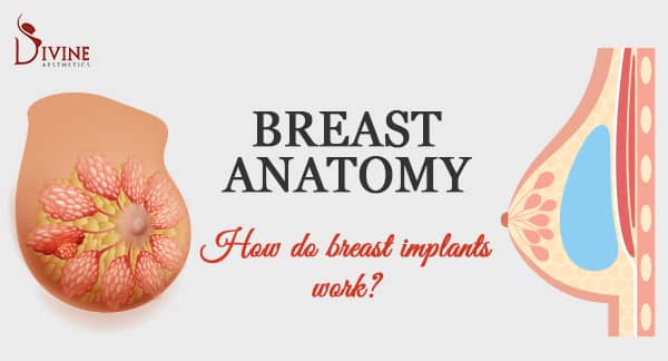 Anatomy of a Breast : How do Breast Implants Work?
